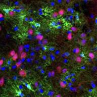 Study highlights the role of astrocytes in the synaptic regulation of VTA dopamine neurons