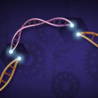 El tratamiento CRISPR frena la inflamación en pacientes con angioedema hereditario